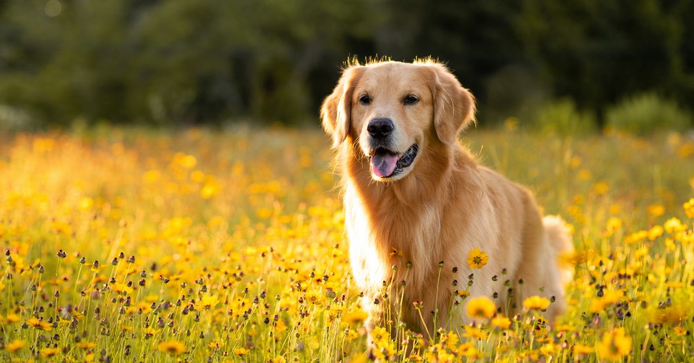 Cómo elegir antiparasitarios para perros