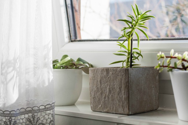Plantas en una ventana