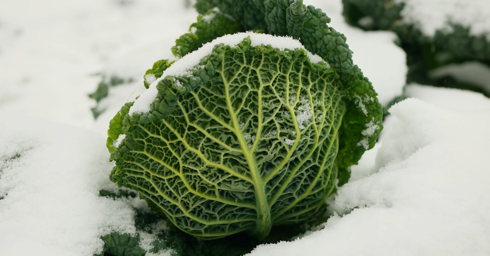 Calendario del huerto: qué plantar en febrero