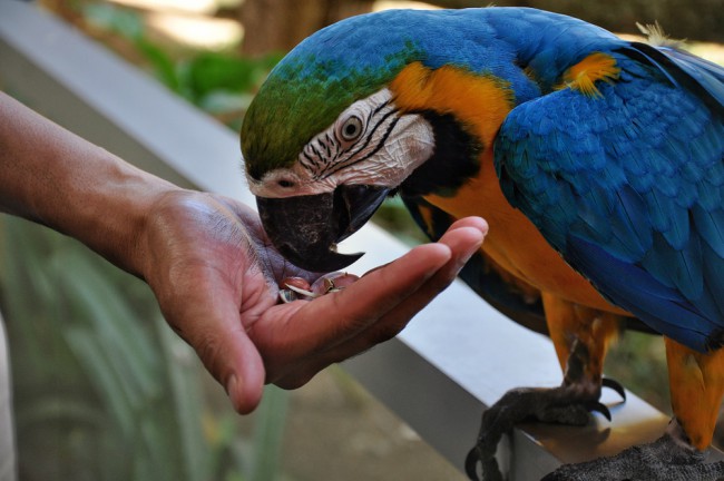Uso de gestos para enseñar a hablar a un loro