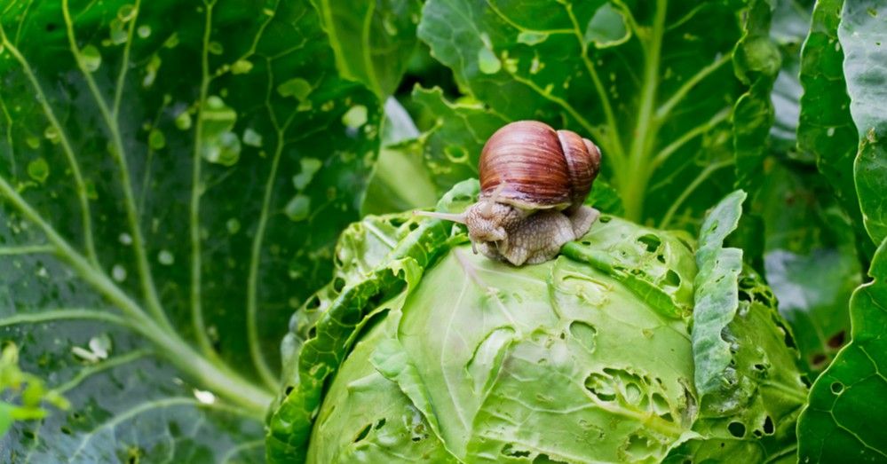 Calendario del huerto: qué plantar en abril