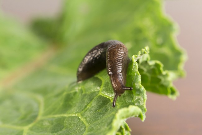Moluscos y babosas del jardín