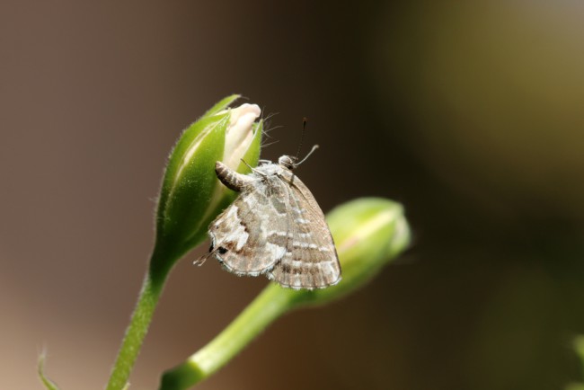 Mariposa del geranio