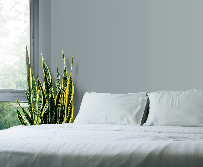 Cómo decorar con Sansevieria