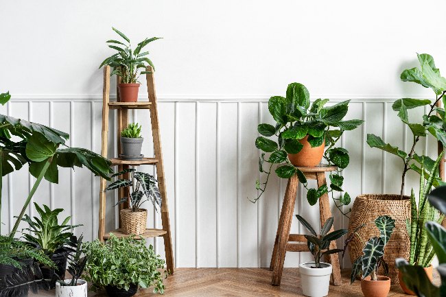 Tips para decorar con Sansevieria