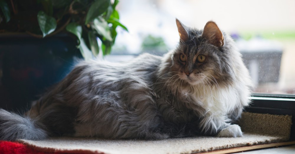 Gatos ancianos: comportamiento y cuidados específicos de los gatos mayores