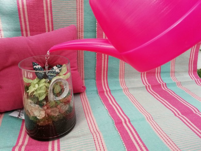 Cómo hacer un terrario de plantas paso a paso