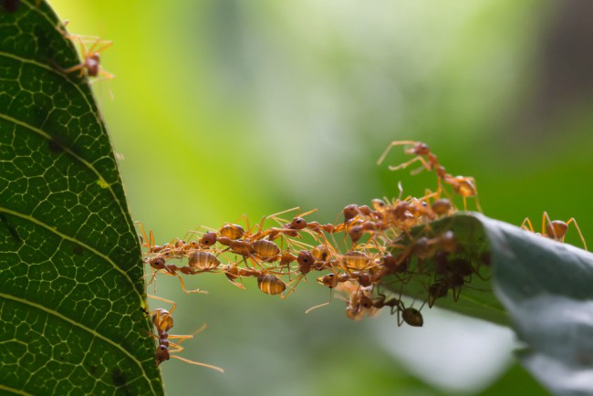 Plaga de hormigas en el jardín