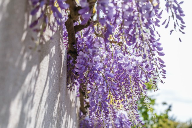 Glicinia, una de las plantas trepadoras con flor