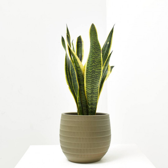 Sansevieria en maceta
