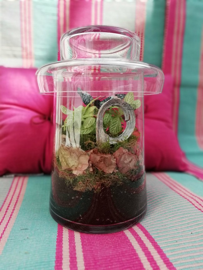Terrario de plantas de interior