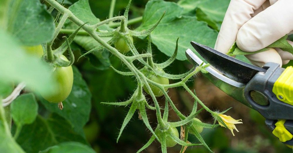 Calendario de siembra de mayo