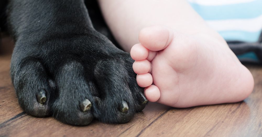 Consejos para presentar un bebé a un perro