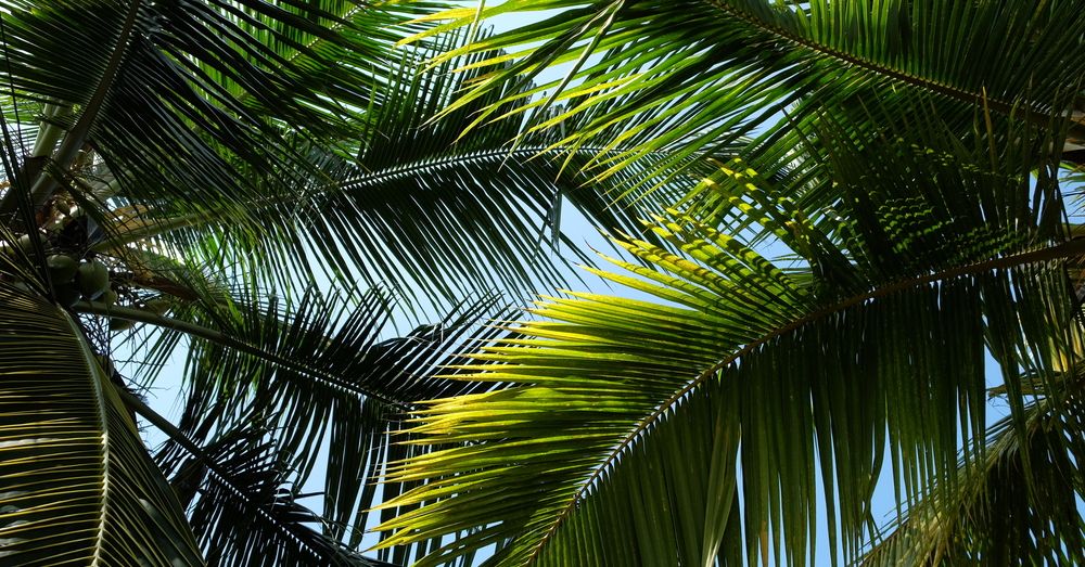5 tipos de palmeras para decorar tu jardín