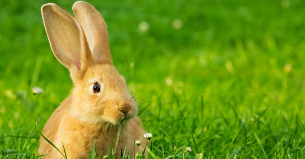 Consejos para tener un conejo en el jardín