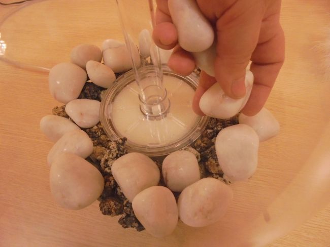 Pasos para la decoración de acuarios