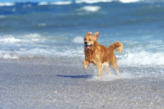 Consejos de baño para perros en la playa