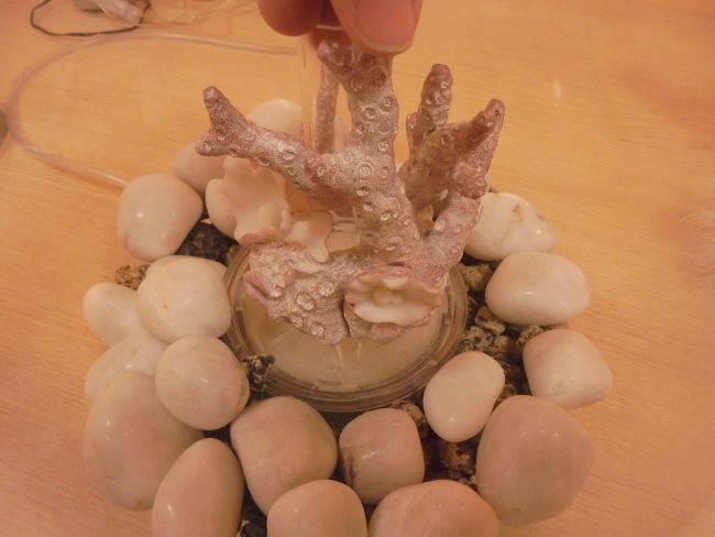 Cómo decorar el acuario