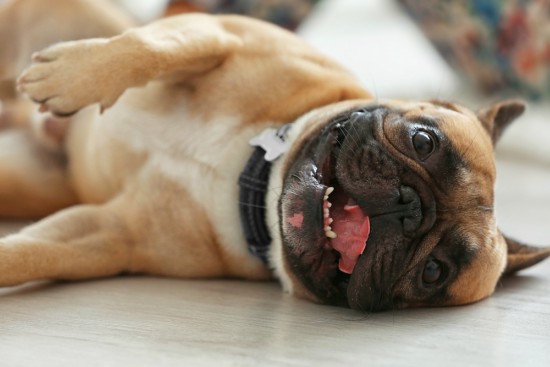 Higiene del bulldog francés