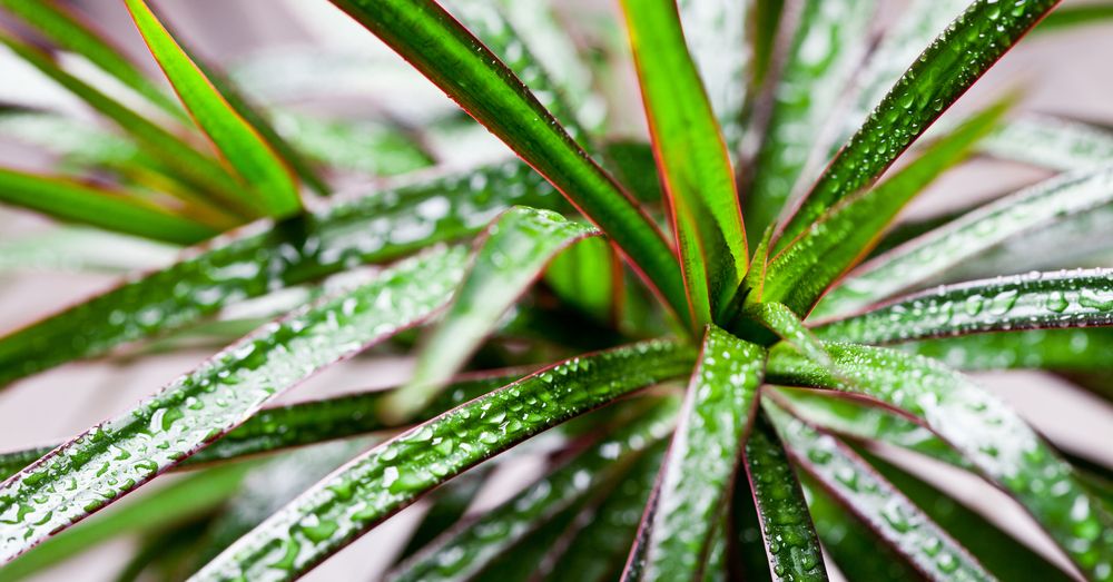 Beneficios de las plantas de la felicidad