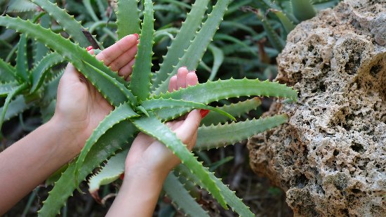 Crasas y suculentas Verdecora