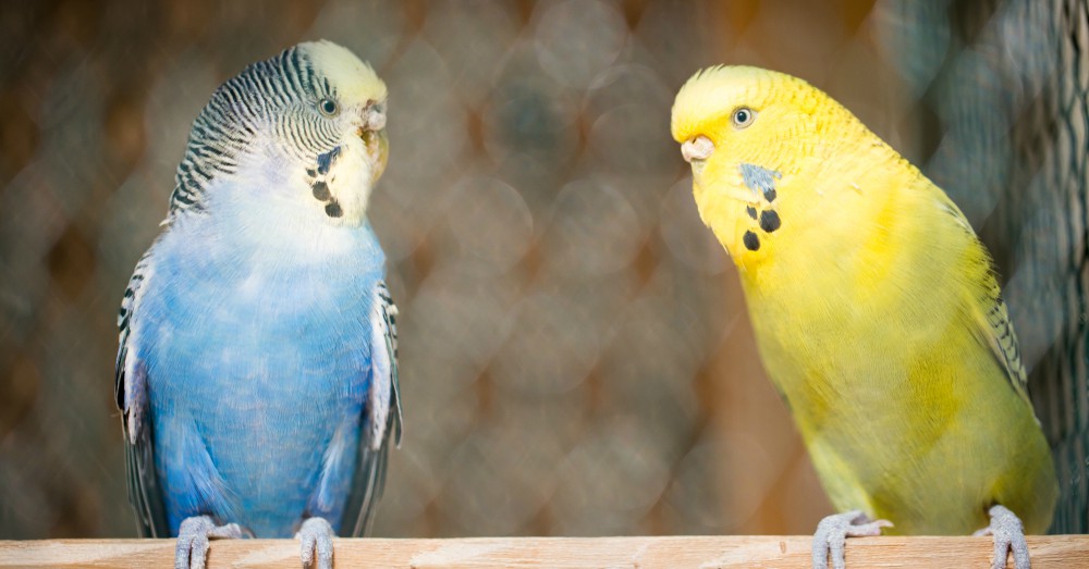 Cuidados de las aves durante las vacaciones