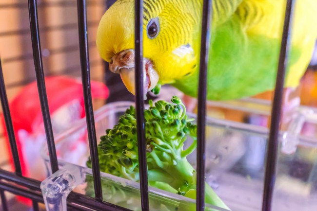 Alimentación fresca, parte de los cuidados de las aves en verano