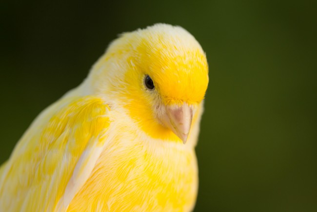 Canario amarillo