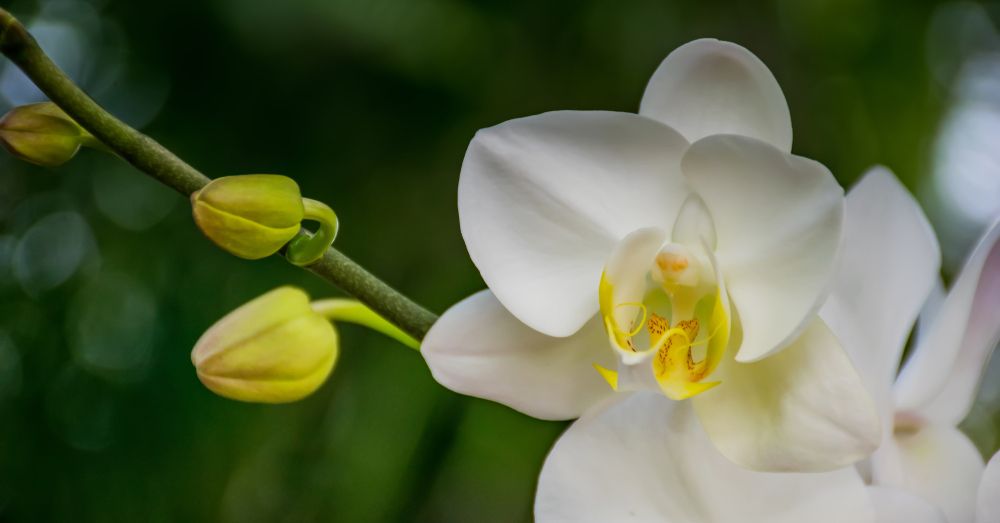 Cuidados de las orquídeas tras la floración