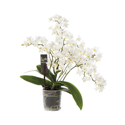 Orquídea Phalaenopsis