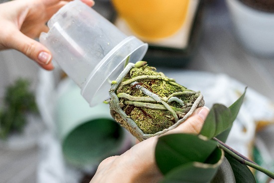 El trasplante, uno de los cuidados de las orquídeas tras la floración