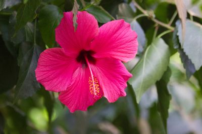 Hibiscus