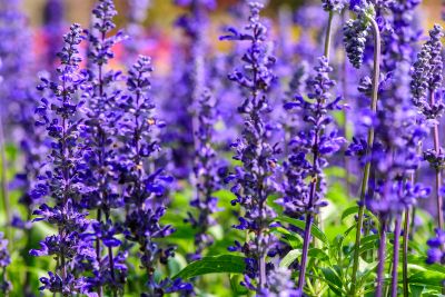 Savia Officinalis en flor