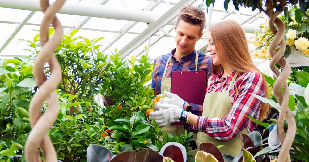 Qué plantar en octubre en el huerto