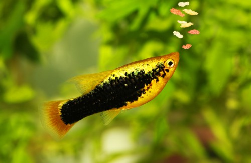 Cambios de comportamiento en el acuario sobrepoblado