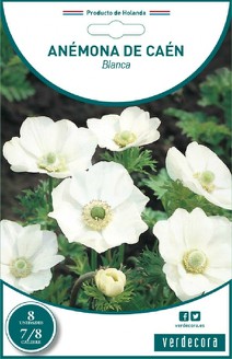 Bulbos de Anémona de Caén