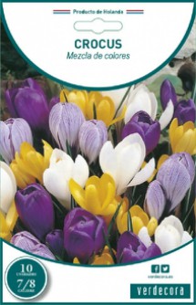 Bulbos de Crocus