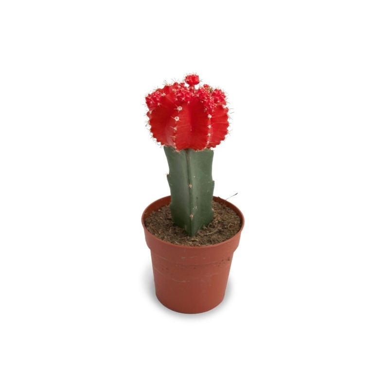 Plantas para la oficina Cactus injertado