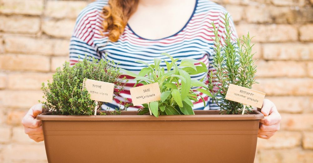 Calendario del huerto: qué plantar en noviembre