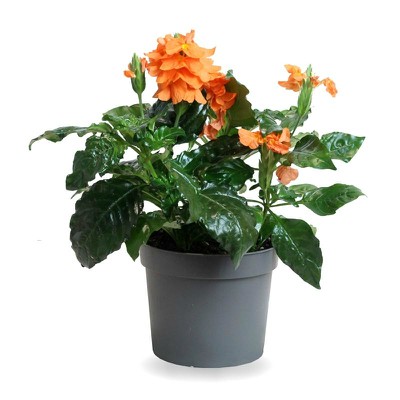 Crossandra plantas de otoño