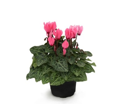 Cyclamen plantas de otoño