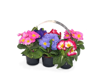 Primula o primavera