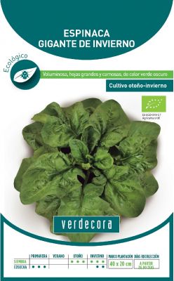 Semillas de espinaca gigante de invierno