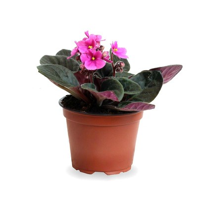 Violeta africana