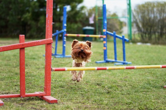 Agility para hacer deporte con tu perro
