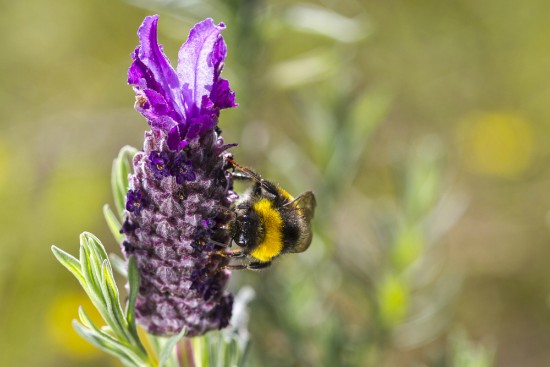 Cómo atraer insectos polinizadores como la abeja