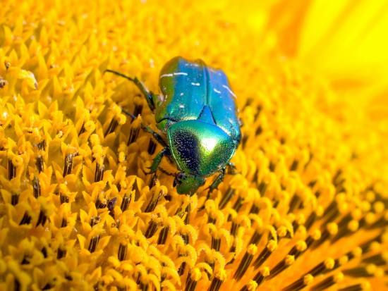 Cómo atraer insectos polinizadores como los escarabajos