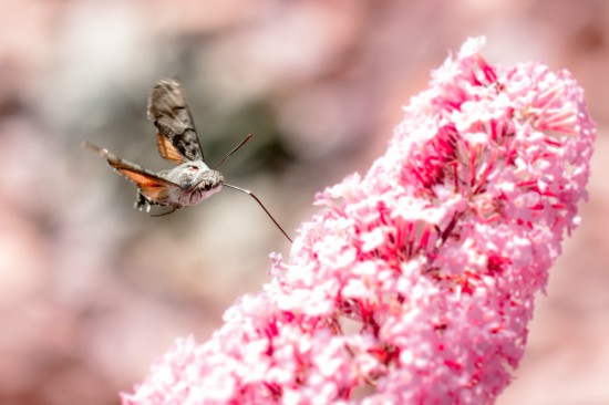 Cómo atraer insectos polinizadores como la esfinge colibrí
