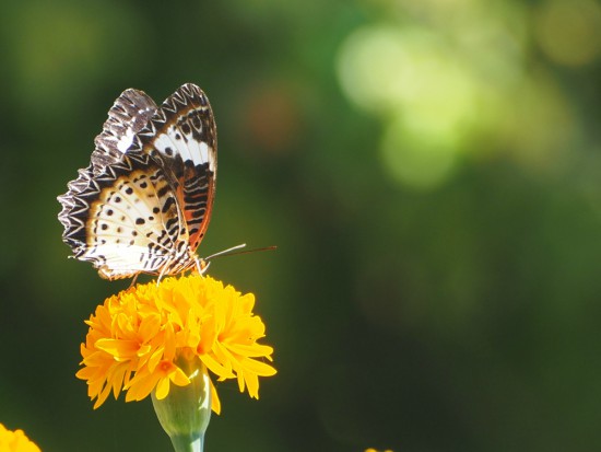 Cómo atraer insectos polinizadores como la mariposa