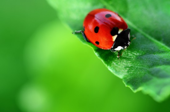 Cómo atraer insectos polinizadores como la mariquita